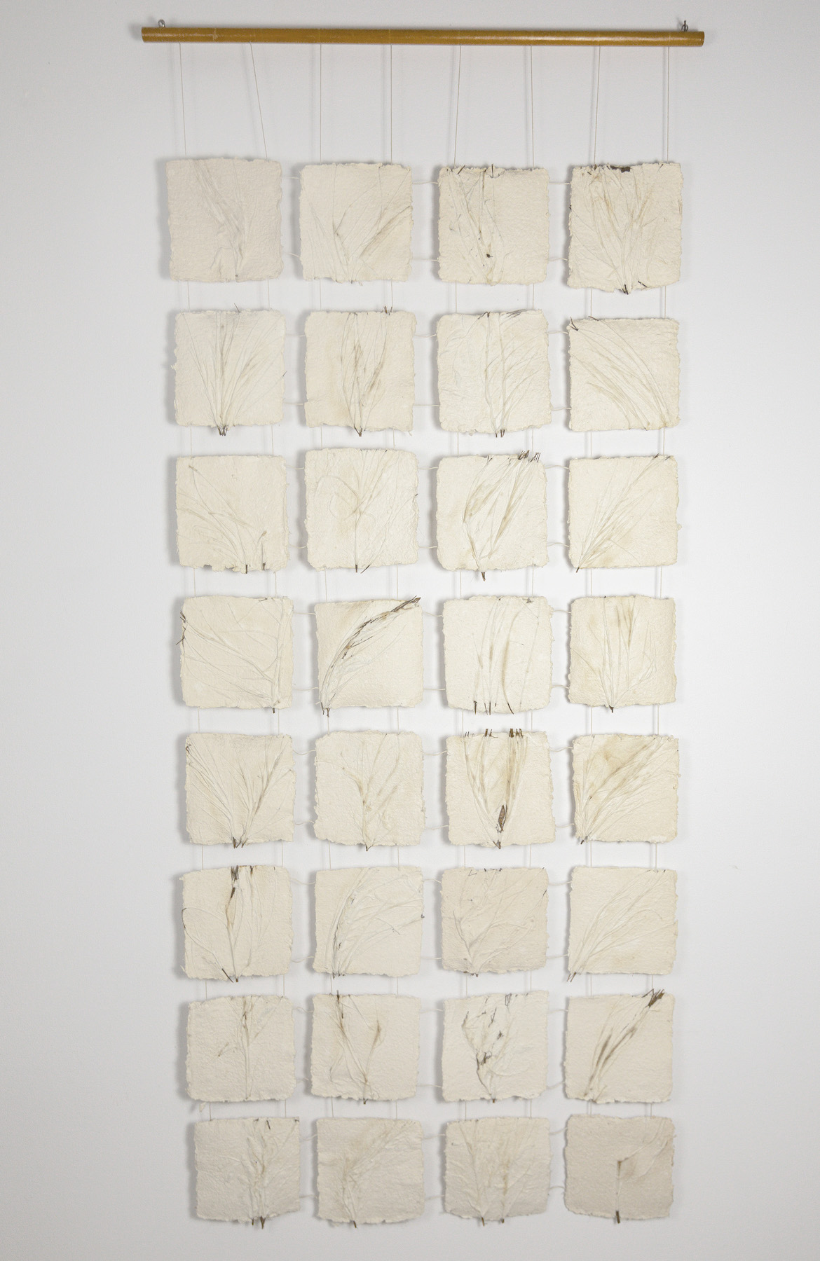 Manczak Ir2014.131 Zarnowiec (herbarium) (p) Photo Jarvis Lawson Manczak Ir2014.131 Zarnowiec (herbarium) (p) Photo Jarvis Lawson