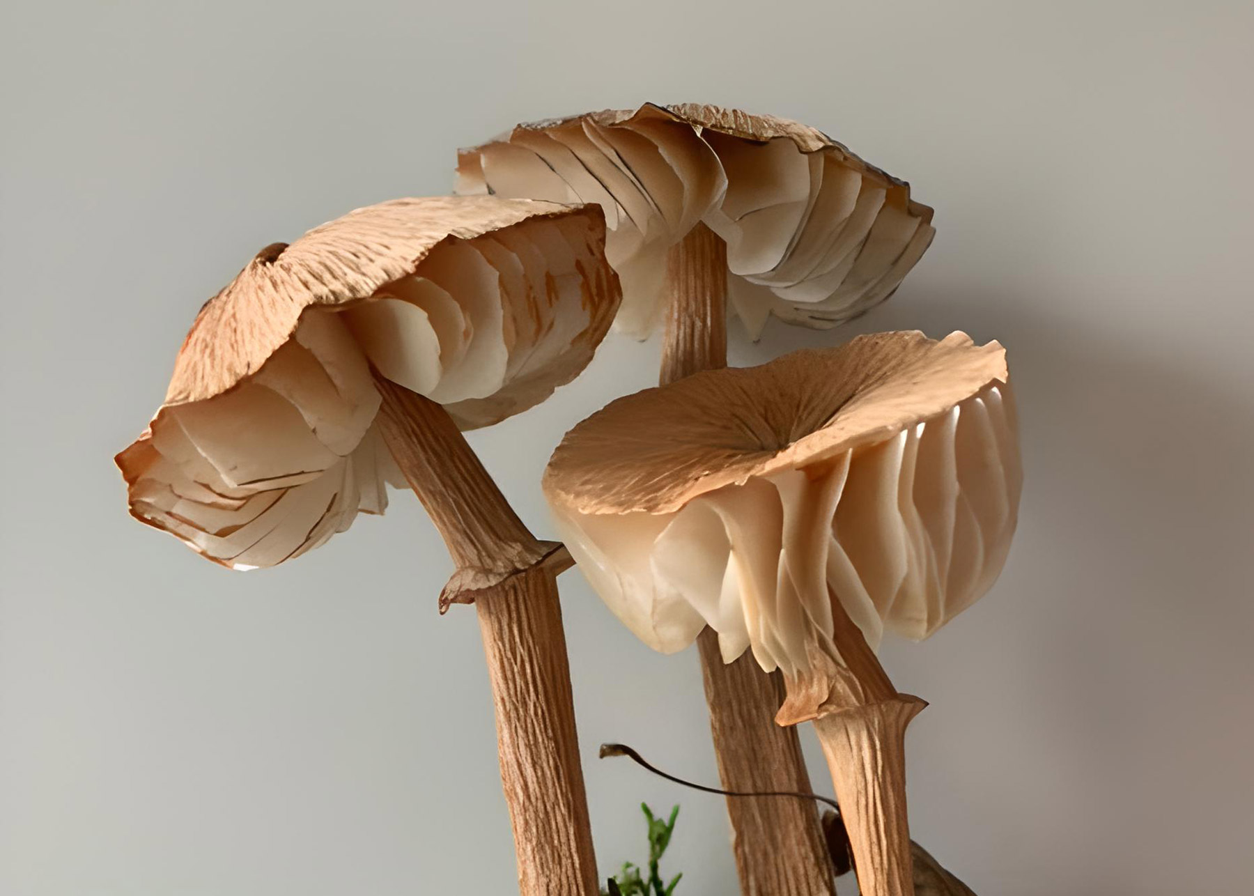 Three tan-colored paper mushrooms arranged together against a white background