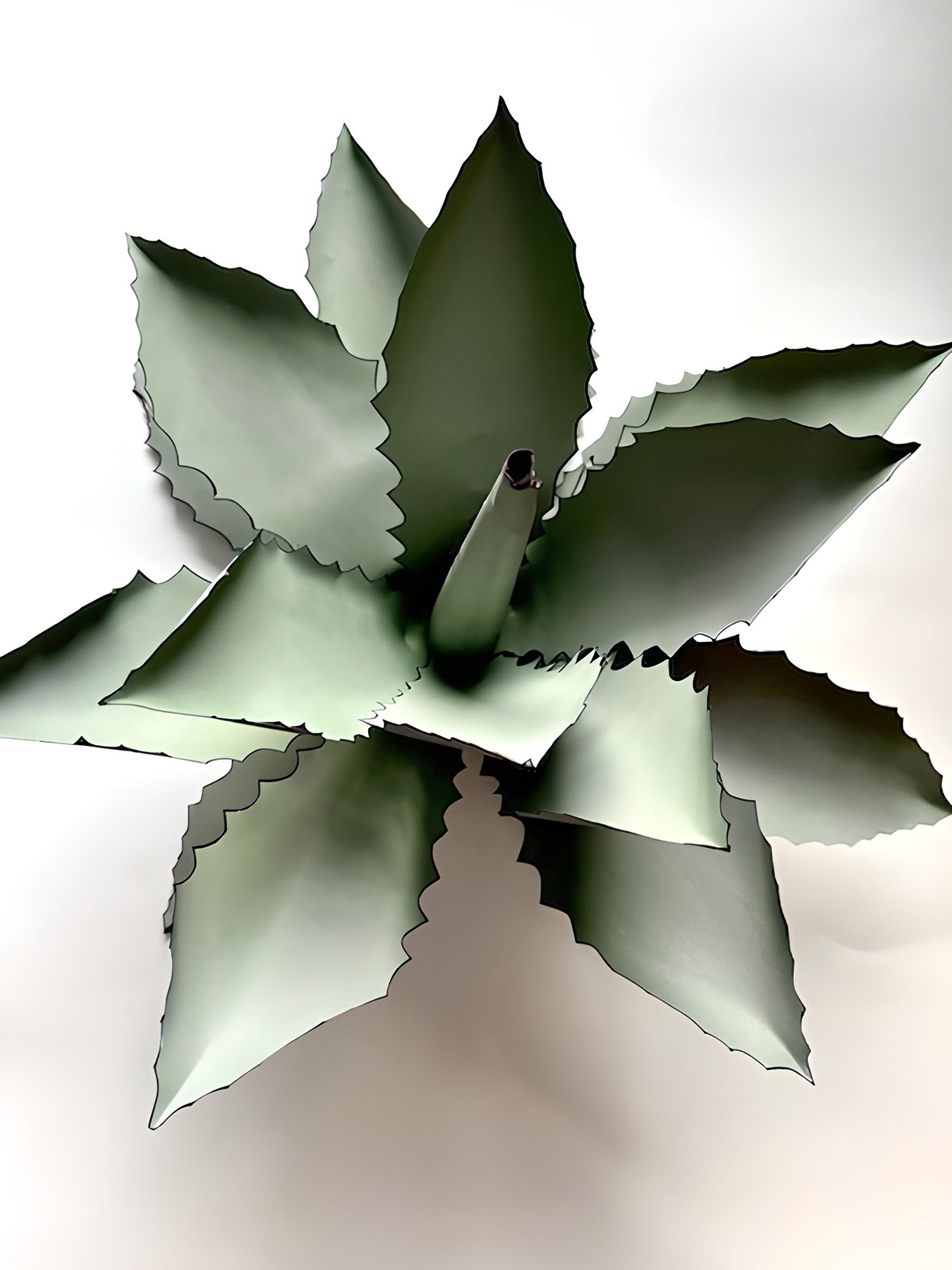 Gillespie Paper Agave Plant