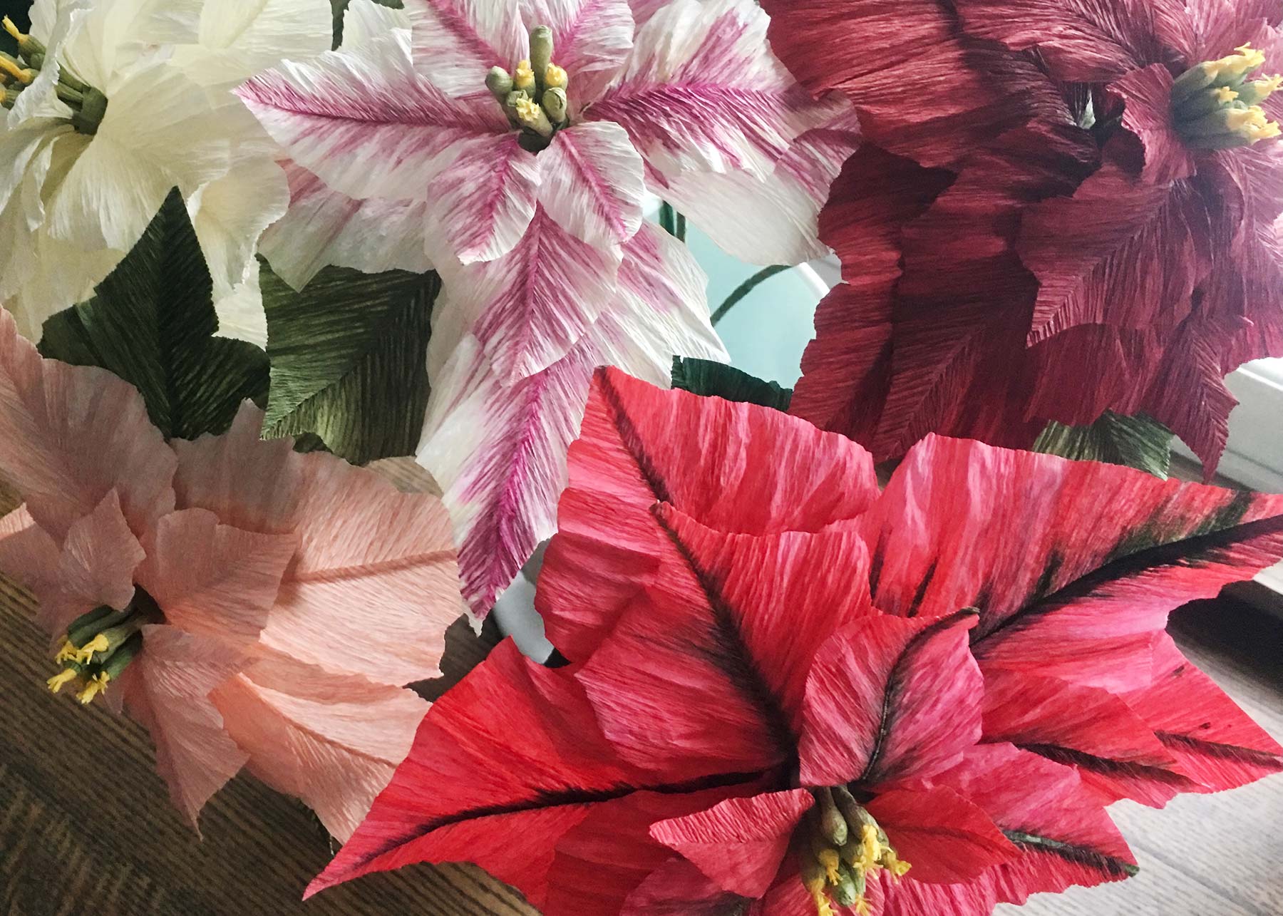 Gillespie Paper Pointsettia 1