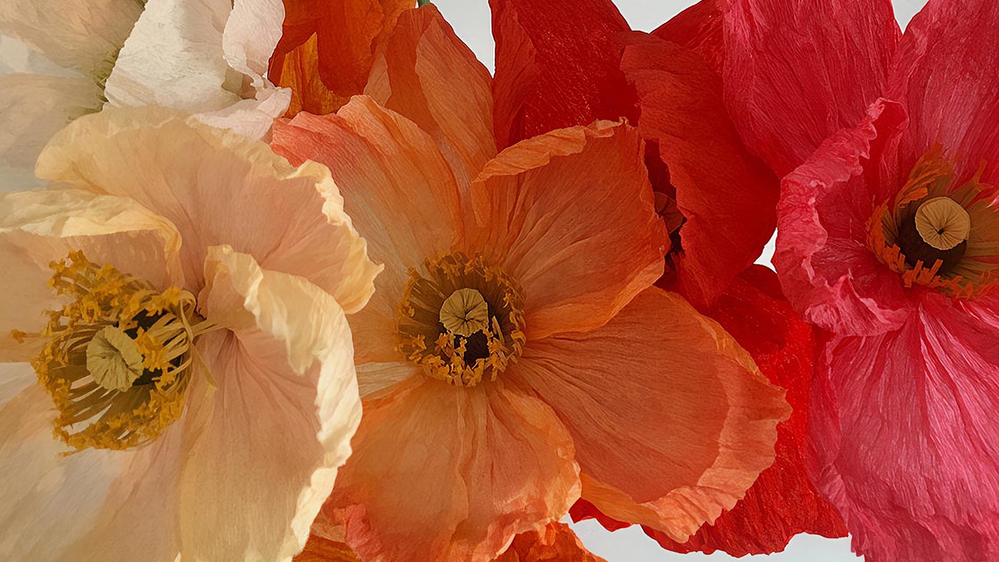 Paper Poppies Crop