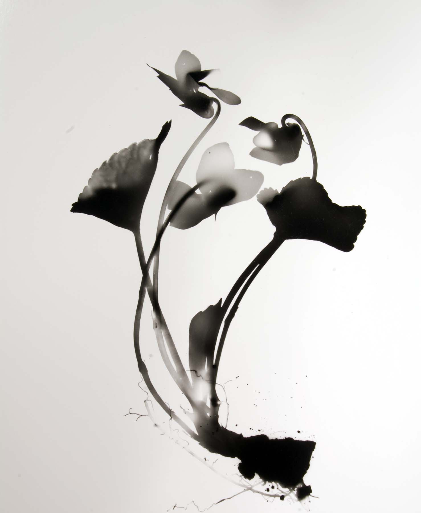 Paul Brnak, Violet No. 1