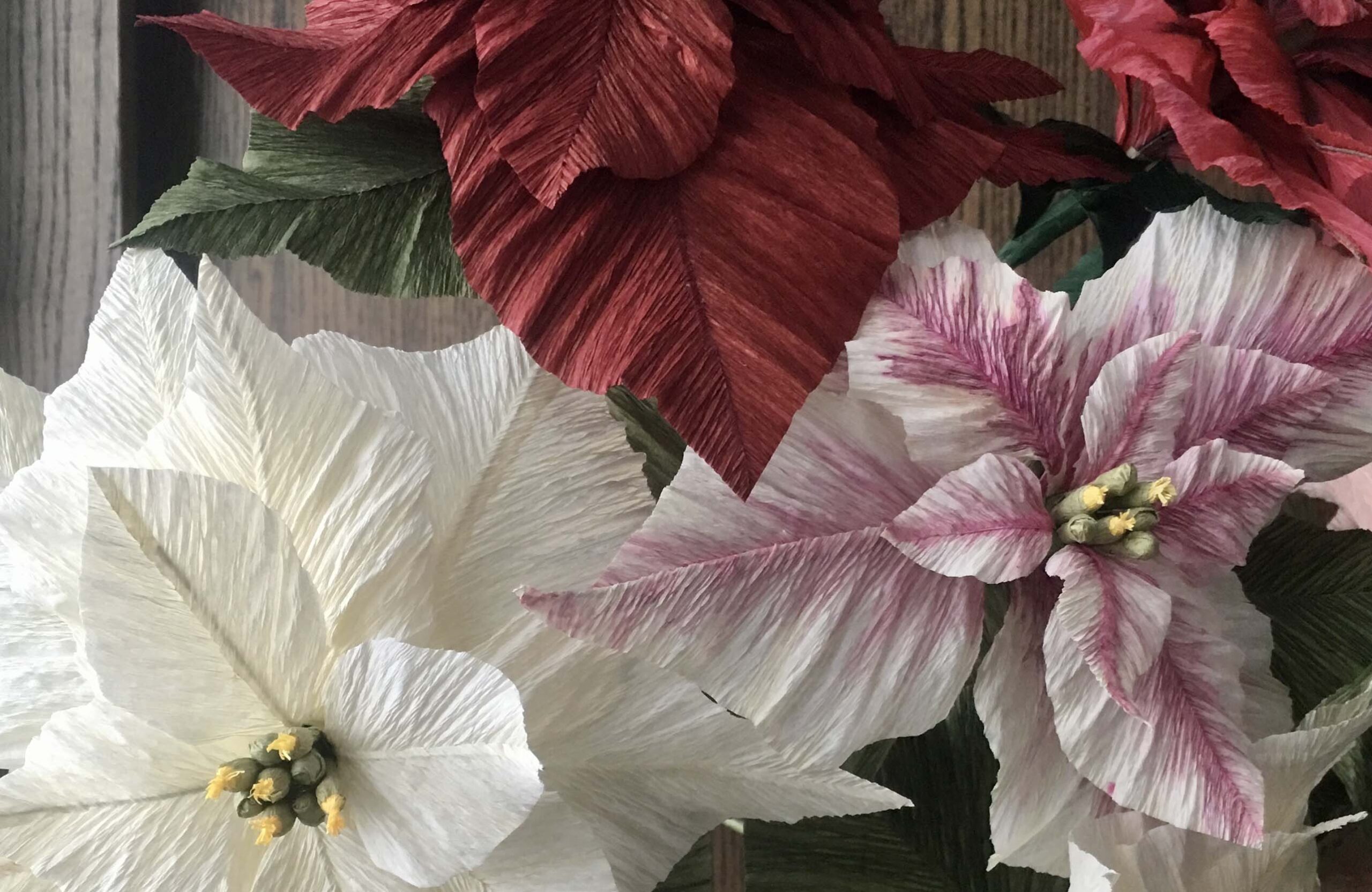 Gillespie-paper-poinsettia-crop-scaled.jpg