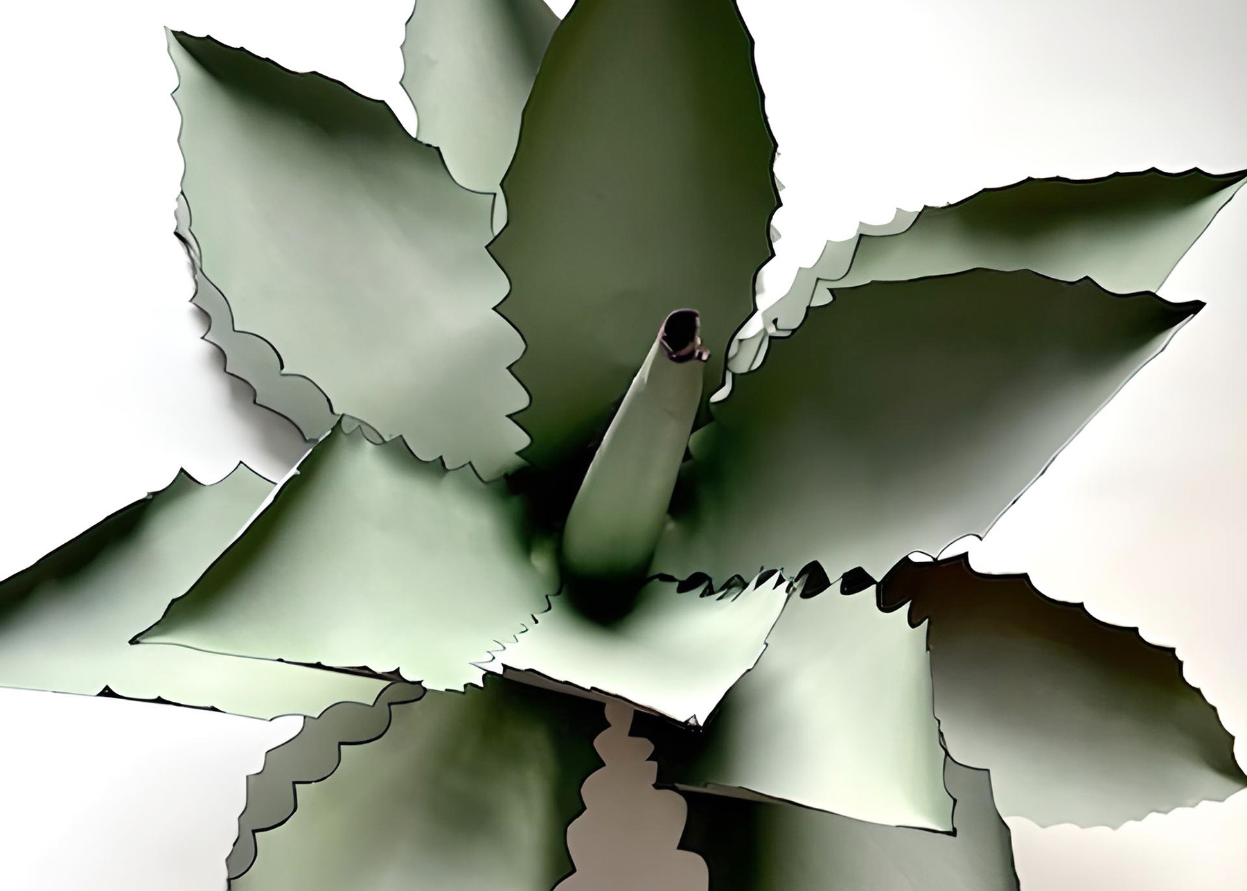 Gillespie Paper Agave Plant Crop