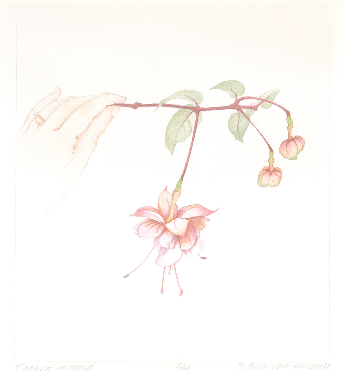 Beth Van Hoesen, Fuchsia in Hand